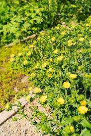Image result for Potentilla recta