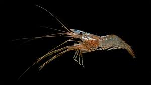 Attēlu rezultāti vaicājumam “Bryum neodamense macro”