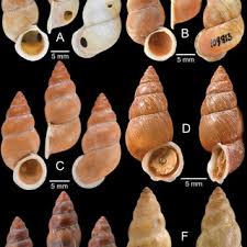 Attēlu rezultāti vaicājumam “Ena montana”