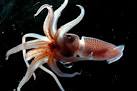 File:Histioteuthis NOAA.jpg - Wikipedia, the free encyclopedia