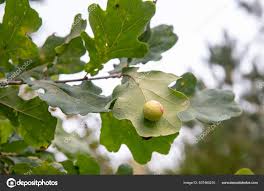 Attēlu rezultāti vaicājumam “Cynips quercusfolii”