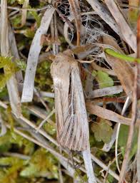 Attēlu rezultāti vaicājumam “Leucania comma”