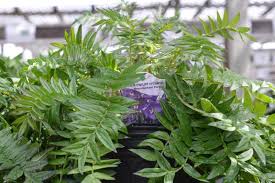 Attēlu rezultāti vaicājumam “Polemonium caeruleum leaf”