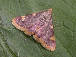 Attēlu rezultāti vaicājumam “Hypsopygia costalis”