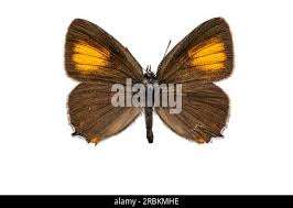 Attēlu rezultāti vaicājumam “Satyrium ilicis underside”