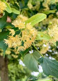 Attēlu rezultāti vaicājumam “Tilia cordata flower”