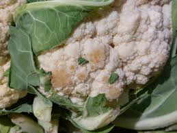 Image result for Blumenkohl