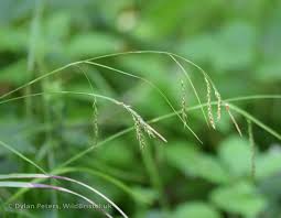 Attēlu rezultāti vaicājumam “Carex sylvatica”