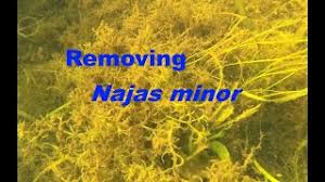 Attēlu rezultāti vaicājumam “Najas minor”