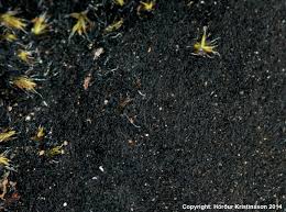 Attēlu rezultāti vaicājumam “Cystocoleus ebeneus”