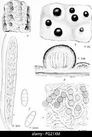 Attēlu rezultāti vaicājumam “Thelopsis rubella”
