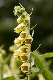 Image result for Digitalis lutea