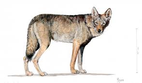 Attēlu rezultāti vaicājumam “Canis lupus”
