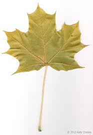 Attēlu rezultāti vaicājumam “Acer platanoides leaf”
