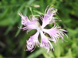 Image result for Dianthus superbus