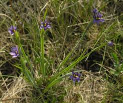 Attēlu rezultāti vaicājumam “Sisyrinchium montanum fruit”
