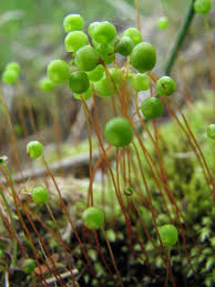 Attēlu rezultāti vaicājumam “Anomodon attenuatus sporophyte”