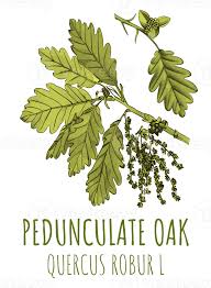 Attēlu rezultāti vaicājumam “Quercus robur leaf”