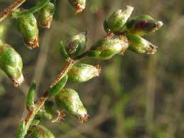 Attēlu rezultāti vaicājumam “Artemisia campestris bud”