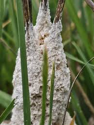 Attēlu rezultāti vaicājumam “Didymium spongiosum spores”