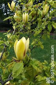Attēlu rezultāti vaicājumam “Magnolia acuminata”