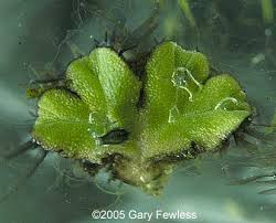 Attēlu rezultāti vaicājumam “Riccia canaliculata”