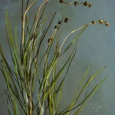 Attēlu rezultāti vaicājumam “Potamogeton compressus”