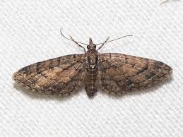 Attēlu rezultāti vaicājumam “Eupithecia linariata”