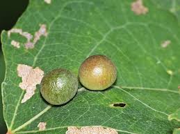 Attēlu rezultāti vaicājumam “Harmandia”