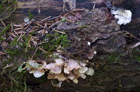 Attēlu rezultāti vaicājumam “Antrodiella faginea”