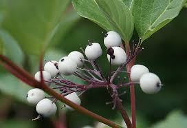 Attēlu rezultāti vaicājumam “Cornus sericea”