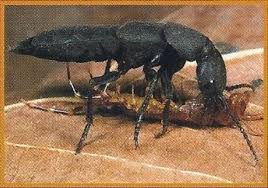 Billedresultat for rovbille