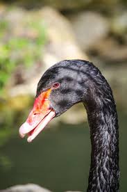 Attēlu rezultāti vaicājumam “Cygnus atratus”