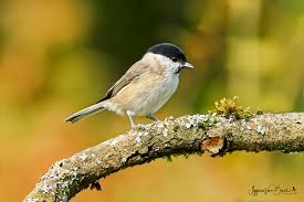 Attēlu rezultāti vaicājumam “Poecile palustris”