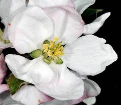 Attēlu rezultāti vaicājumam “Malus domestica flower”