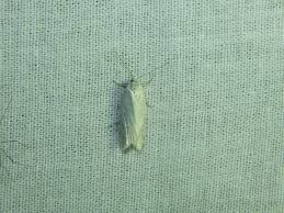 Attēlu rezultāti vaicājumam “Eana argentana”