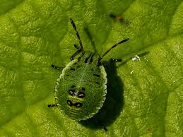Attēlu rezultāti vaicājumam “Palomena prasina nymph”