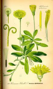 Image result for Hieracium pilosella