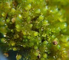 Attēlu rezultāti vaicājumam “Nardia geoscyphus”