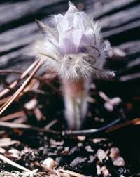 Attēlu rezultāti vaicājumam “Pulsatilla patens bud”