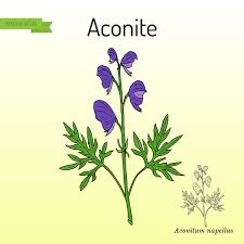 Attēlu rezultāti vaicājumam “Aconitum napellus”