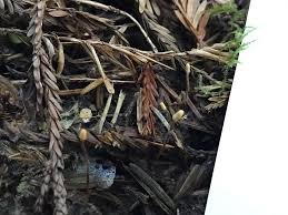 Attēlu rezultāti vaicājumam “Heyderia abietis”