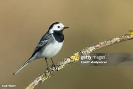 Image result for Motacilla alba