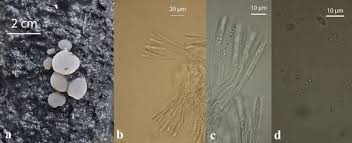 Attēlu rezultāti vaicājumam “Ascotremella faginea”