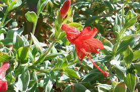 Attēlu rezultāti vaicājumam “Dianemataceae”