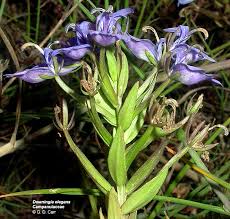 Attēlu rezultāti vaicājumam “Lobeliaceae”