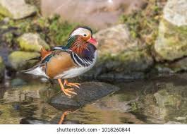 Attēlu rezultāti vaicājumam “Aix galericulata male”