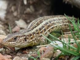Attēlu rezultāti vaicājumam “Lacerta agilis female”