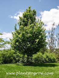 Attēlu rezultāti vaicājumam “Carpinus”