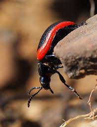 Attēlu rezultāti vaicājumam “Chrysolina sanguinolenta”